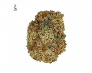 Chocolato (Amsterdam Genetics) feminized