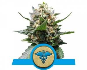 Royal Medic (Royal Queen Seeds) feminized
