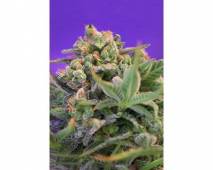Sweet Cheese F1 Fast Version (Sweet Seeds) feminized