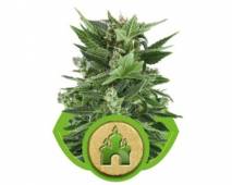 Royal Kush Automatic (Royal Queen Seeds) feminized
