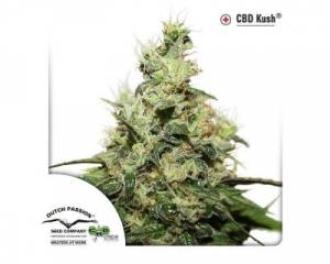 CBD Kush (Dutch Passion) feminized