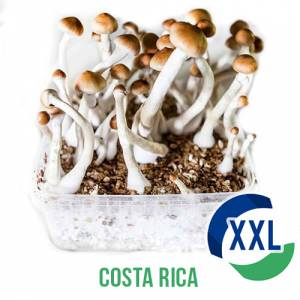 Costa Rica XL Mycelium box - 2100 ML