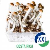 Costa Rica XL Mycelium box - 2100 ML