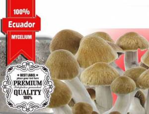 100% MYCELIUM XL Ecuador | Paddo Growkit 2100cc