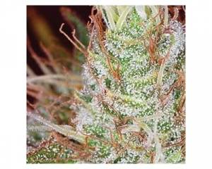 Northern Lights (Vision Seeds) feminized