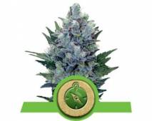 Northern Light Automatic (Royal Queen Seeds) feminized
