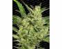 Automaria II (Paradise Seeds) feminized