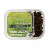 Tampanensis 10 grams