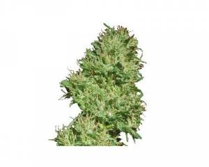 Utopia Haze (Barney's Farm) feminized