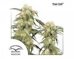 Pamir Gold (Dutch Passion) feminized