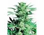 Shiva Skunk (Sensi Seeds) feminized