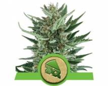 Royal Cheese Automatic (Royal Queen Seeds) feminized