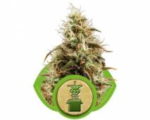 Royal Jack Automatic (Royal Queen Seeds) feminized