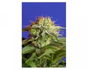 Green Poison F1 Fast Version (Sweet Seeds) feminized