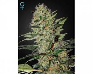 Exodus Cheese Autoflowering CBD (Greenhouse)