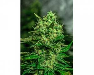White Widow (Azarius Seeds) feminized