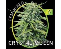 Crystal Queen (Vision Seeds) feminized