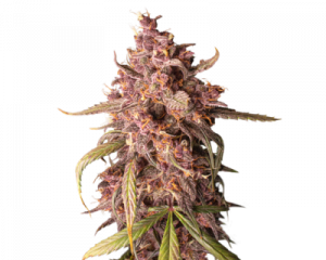 Purple Punch Auto (Seedstockers)