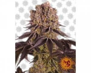 Purple Punch (Barney's Farm) feminized