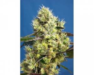 Sweet Gelato Auto (Sweet Seeds)