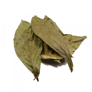 Psychotria viridis (chacruna) leaves