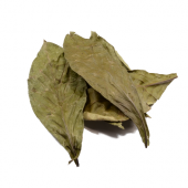 Psychotria viridis (chacruna) leaves