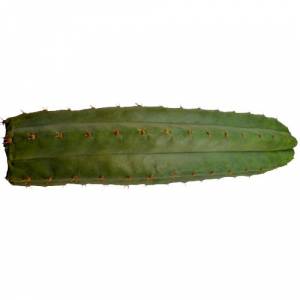 San Pedro 25 - 30 cm - Trichocereus pachanoi