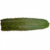 San Pedro 25 - 30 cm - Trichocereus pachanoi
