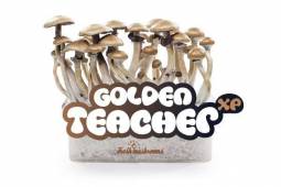 100% MYCELIUM Golden Teacher - Mushroom growkit 1200cc
