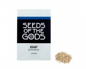 Khat (Catha edulis) seeds