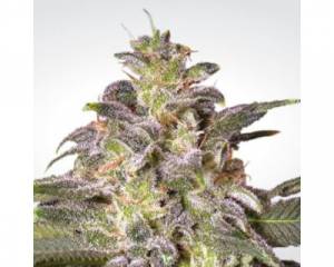 Magic Bud (Paradise Seeds) feminized
