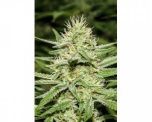 Enemy's Dream (Super Strains) feminized