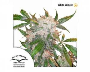 White Widow (Dutch Passion) feminized
