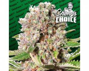 Mendocino Skunk (Paradise Seeds) feminized