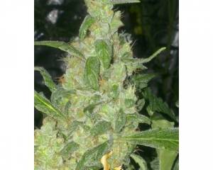 Turing Autoflowering (Super Strains) feminized
