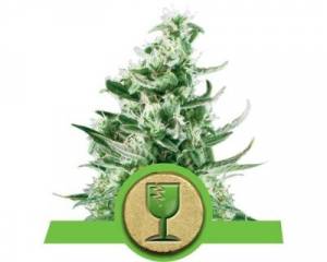 Royal Critical Automatic (Royal Queen Seeds) feminized