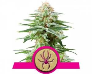 White Widow (Royal Queen Seeds) feminized