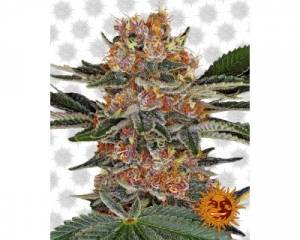 Purple Punch Auto (Barney's Farm)