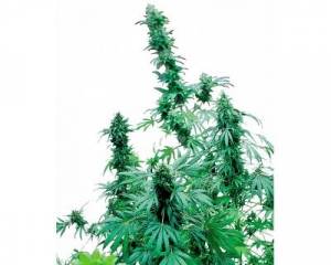 Early Skunk (Sensi Seeds) feminized