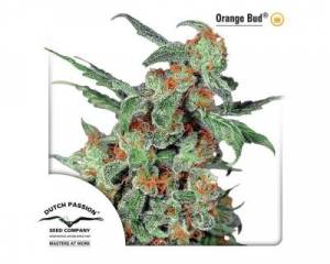 Orange Bud (Dutch Passion) feminized