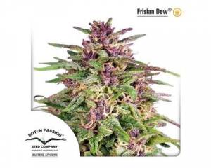 Frisian Dew (Dutch Passion) feminized