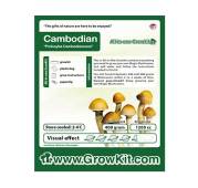 Cambodian Magic Mushroom Grow Kit Medium 1200cc