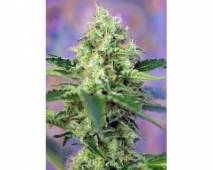Crystal Candy (Sweet Seeds) feminized