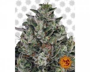 Glookies (Barney's Farm) feminized
