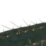 Cutting Macrogona 25– 29 cm 1 piece
