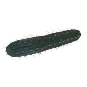 Cutting Macrogona 25– 29 cm 1 piece