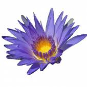 Blue lotus - Nymphaea caerulea 20 seeds