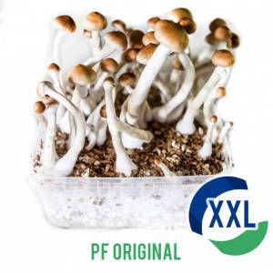 PF Original XL Mycelium box - 2100 ML