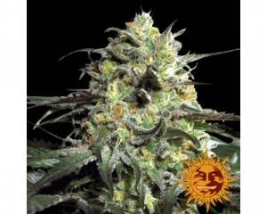 Peyote Cookies (Barney's Farm) feminized