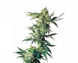 Northern Lights (Sensi Seeds) feminized